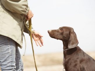 Importance of Leashes for Dogs