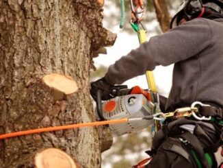 tree doctor