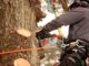 tree doctor