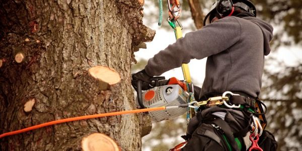 tree doctor