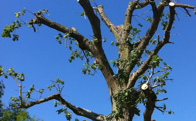 Regina tree doctor